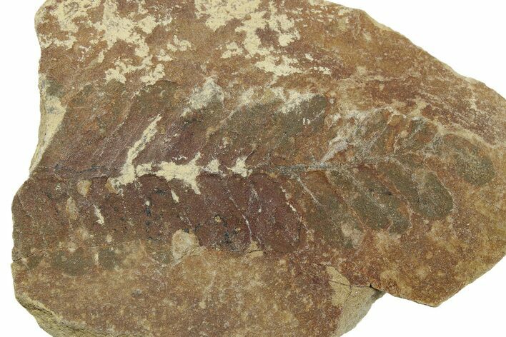 Fern (Pecopteris) Fossil - Mazon Creek #262565